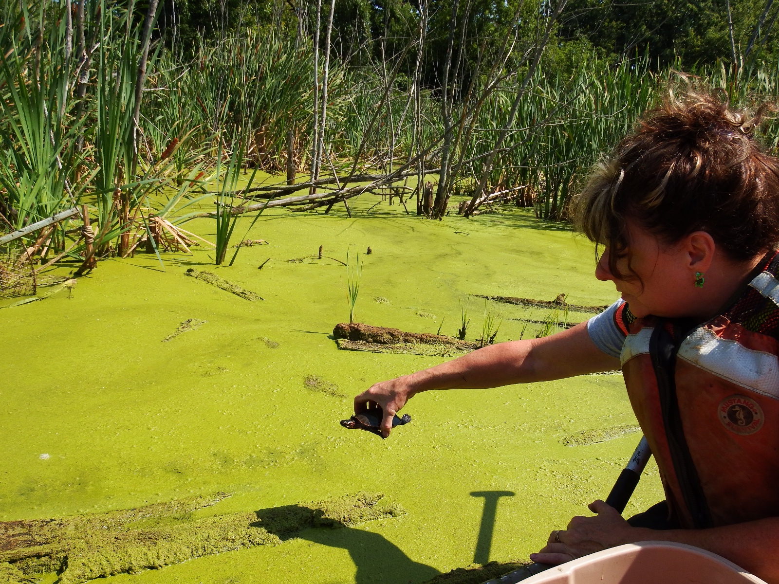 Day3 Turtle4ReleaseAug6 14 (1)